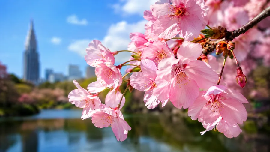 Shinjuku Gyoen Through the Seasons